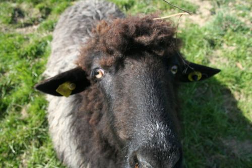 Das Krainer Steinschaf