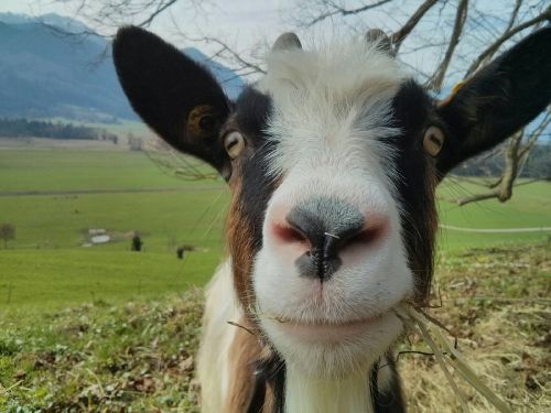 Unsere Alpenziegen
